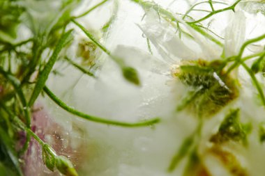 Buzda çiçekler ve yapraklar, yakın görüş 