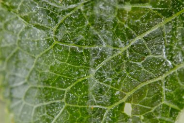 Buzda çiçekler ve yapraklar, yakın görüş 
