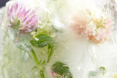 Buzda çiçekler ve yapraklar, yakın görüş 