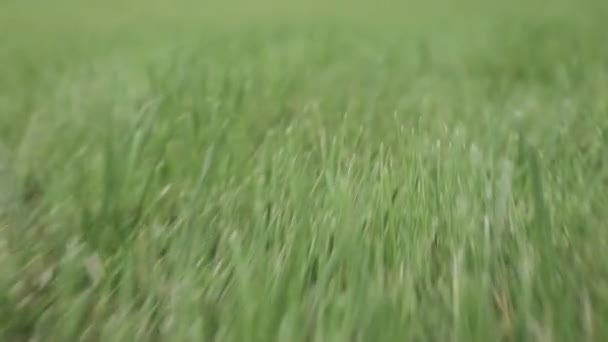 Трава фону — стокове відео