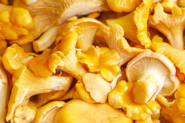  Sarı mantarlar kovada mantarlar, yakın görüş. 