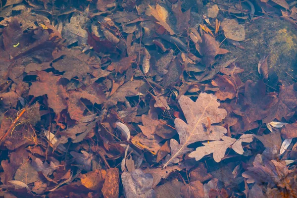 Осенние Листья Водой Текстура Природы — стоковое фото