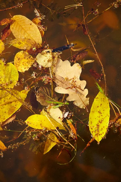 Опавшие Осенние Листья Поверхности Воды — стоковое фото