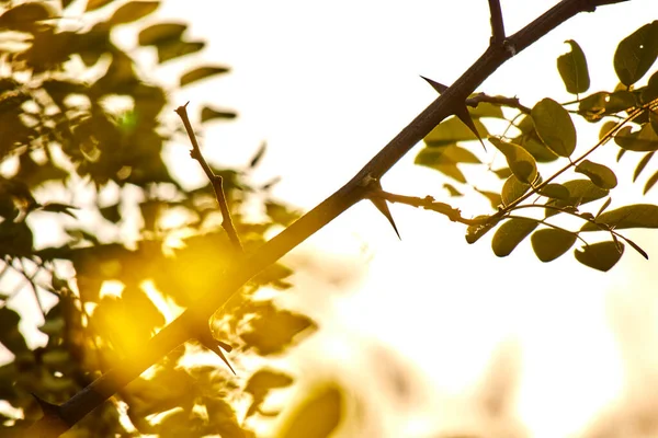 Ветви Деревьев Парке Осенний Солнечный День Эффект Боке — стоковое фото