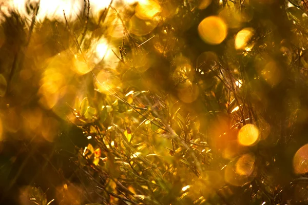 Tree Branches Park Autumn Sunny Day Bokeh Effect — Stock Photo, Image