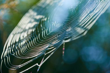 Şafak vakti güneş ışığında bıçakların arasında büyük bir inek ağı. Yaz tarlasında örümceğin ağı Şafakta güneş ışınlarında. 