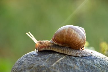  Güneşli bir günde taşın üzerinde sürünen salyangoz.