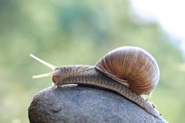 Güneşli bir günde taşın üzerinde sürünen salyangoz.