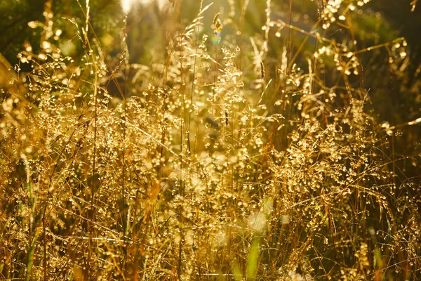 Beautiful Meadow Grass Flowers Sunny Day — Stock Photo, Image