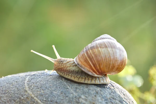 Lumaca Che Striscia Sulla Pietra Nella Giornata Sole — Foto Stock