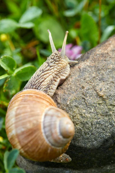 晴れた日にはカタツムリが石の上を這い — ストック写真