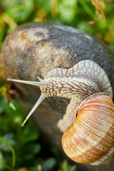 晴れた日にはカタツムリが石の上を這い — ストック写真