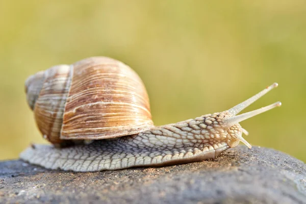 Lumaca Che Striscia Sulla Pietra Nella Giornata Sole — Foto Stock