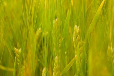 Tarlada yeşil buğday tarlası