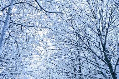 Güzel karla kaplı kış parkı sabahın erken saatlerinde  
