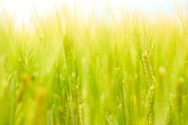 Grünes Weizenfeld Auf Dem Feld — Stockfoto