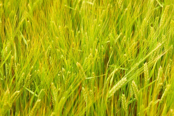 Grünes Weizenfeld Auf Dem Feld — Stockfoto