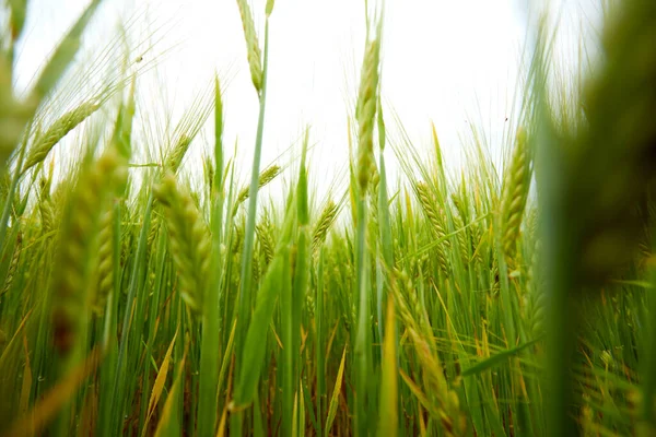 Green Wheat Field Farm Field — Stock Photo, Image