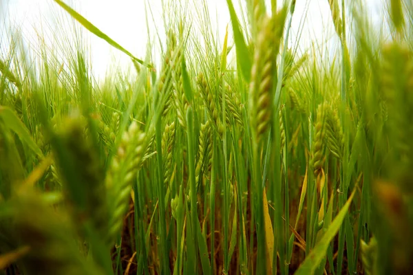 Green Wheat Field Farm Field — Stock Photo, Image