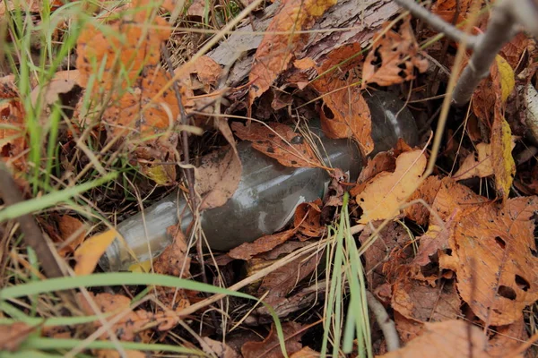 Bottiglia Foglie Che Posano Foresta — Foto Stock