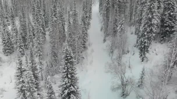 Vista Arriba Hacia Abajo Del Bosque Invierno Paisaje Invernal Bosque — Vídeos de Stock