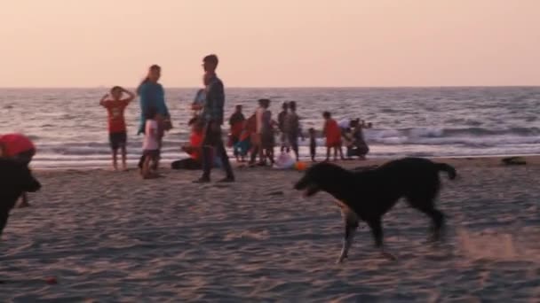 Hund Springer Stranden Solnedgången Goa Indien — Stockvideo