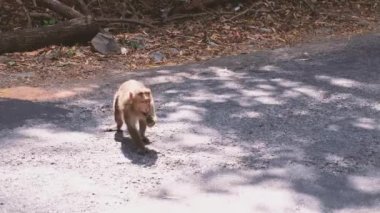 Yol boyunca yürüyen bir grup babun, GOA, Surla, Hindistan