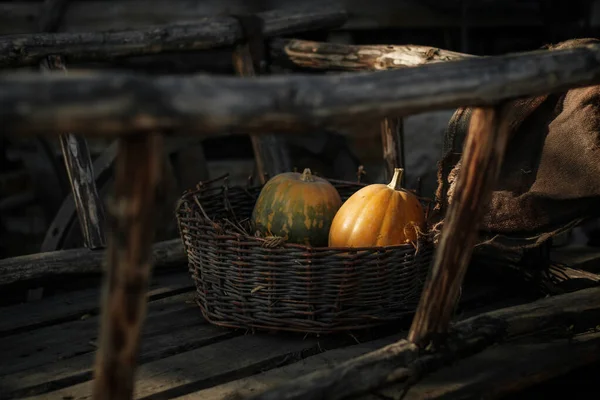 Citrouilles Fraîches Dans Panier Osier — Photo