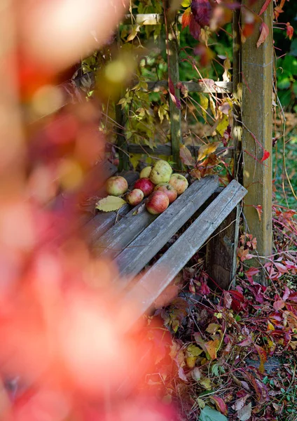 Naturliga Hösten Bakgrund Med Apple — Stockfoto