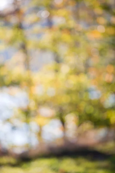 Естественный Осенний Фон Лесу — стоковое фото