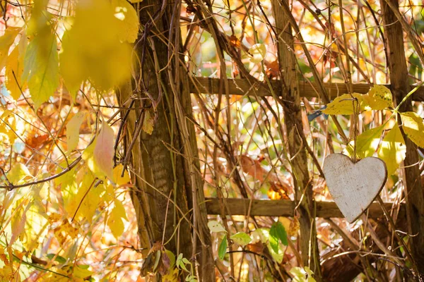 Fondo Otoño Con Corazón Colgante —  Fotos de Stock