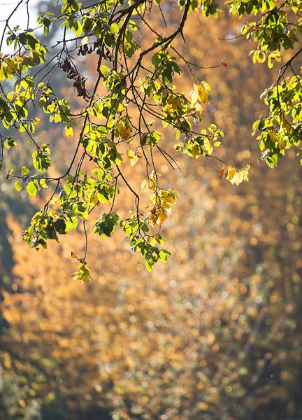 Fundo Natural Outono Floresta — Fotografia de Stock