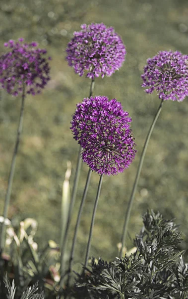 Paarse kleur sier UI Allium bulgaricum in de tuin — Stockfoto