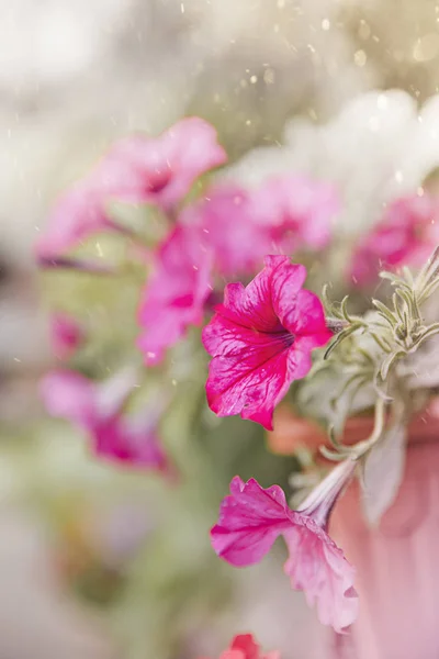 Selektiv fokus för vackra rosa rosor i trädgården — Stockfoto