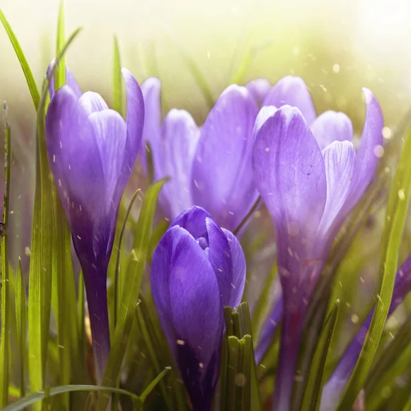 Tidigt på våren crocus blomma — Stockfoto