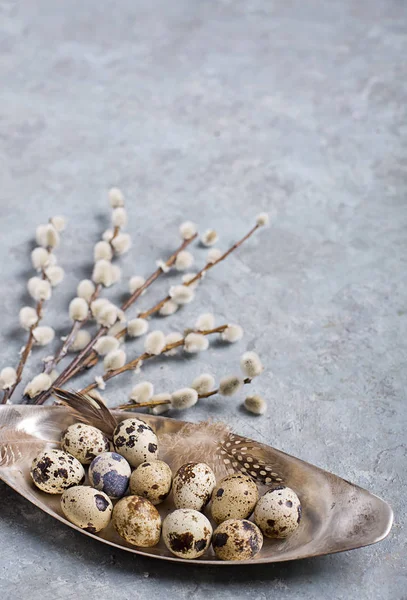 Quail Easter eggs on grey background with willow branch — Stock Photo, Image