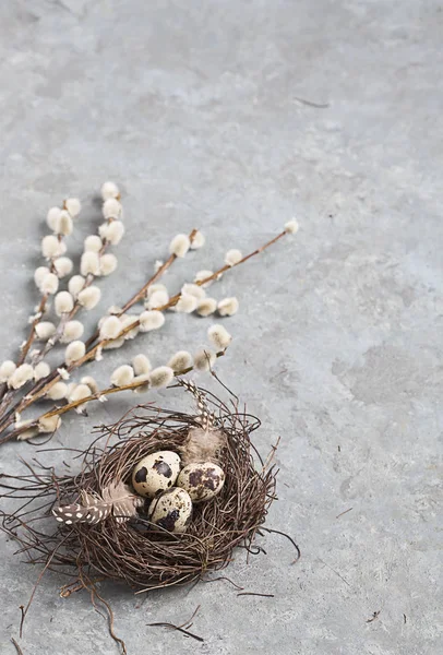 Oeufs de Pâques de caille sur fond gris avec branche de saule — Photo