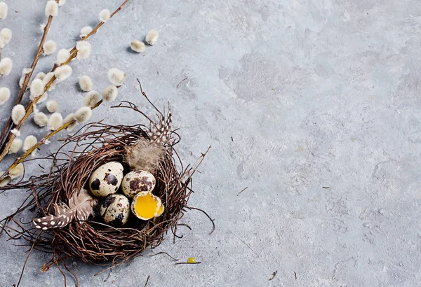 Huevos de Pascua de codorniz sobre fondo gris con rama de sauce — Foto de Stock