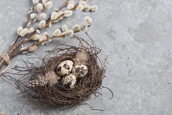 Quail Easter eggs on grey background with willow branch — Stock Photo, Image