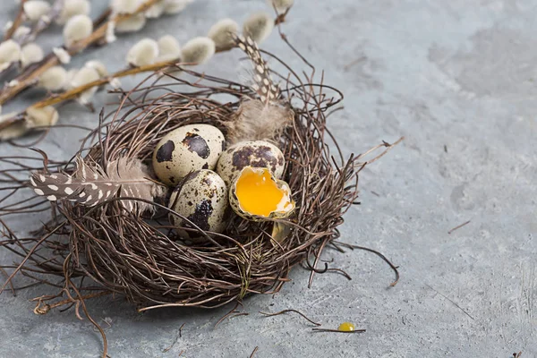 Codorna ovos de Páscoa em fundo cinza com ramo de salgueiro — Fotografia de Stock