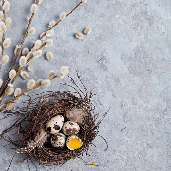 Quaglia Uova di Pasqua su sfondo grigio con ramo di salice — Foto Stock