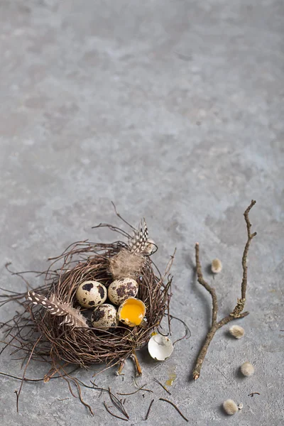 Codorna ovos de Páscoa em fundo cinza com ramo de salgueiro — Fotografia de Stock