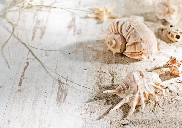 Marco de vacaciones de verano con conchas marinas —  Fotos de Stock