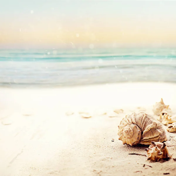 Marco de vacaciones de verano con conchas marinas —  Fotos de Stock