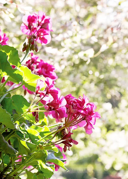 Garden pink geranium flowers — Stock Photo, Image