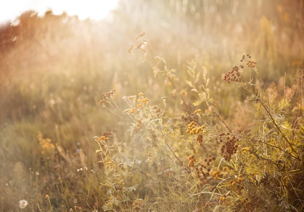 Contexte du champ d'herbe dorée au coucher du soleil — Photo
