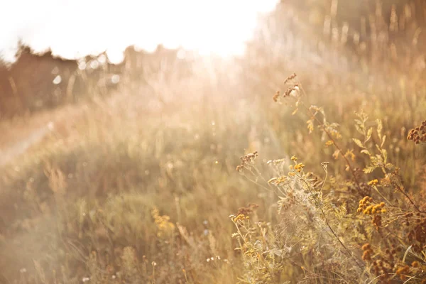 Contexte du champ d'herbe dorée au coucher du soleil — Photo