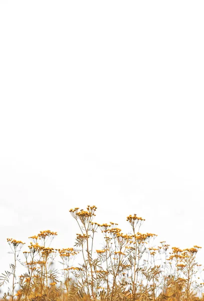 Backgound de flores silvestres e grama — Fotografia de Stock