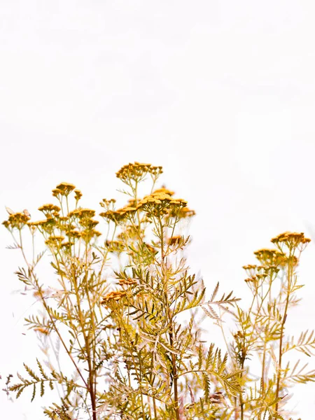 Fundo de flores amd grama selvagem — Fotografia de Stock