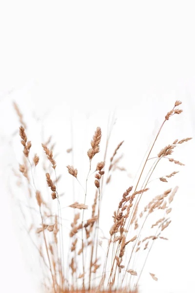 Backgound van wilde bloemen en gras — Stockfoto